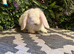 X2 blue eyed white mini lop boys