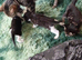 Kittens for sale to good homes