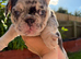 Beautiful French Bulldog Puppies - 3 Girls & 1 Boy