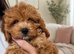 Little boy cavapoo