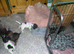 4 cockapoo's 3 girls 1 boy LEFT