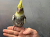 Hand reared baby cockatiel available for its new home now available:-/-//