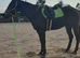 2019 partbred american quarter horse gelding