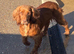 KC Registered Cocker Spaniel