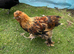 Polish, Silkies, Pekin bantam growers £10 to £15 each