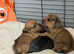 Miniature Dachshund Puppies