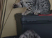 Rare Bengal Kittens