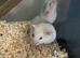 Syrian hamster baby female