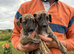 Beautiful whippet puppies for sale