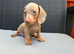 Miniature dachshund