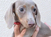 Miniature dachshunds health clear