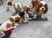 Cavalier King Charles puppies available