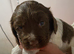Springer Spaniel Pups for Sale ALL SOLD