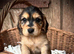 Beautiful KC registered Cocker Spaniels