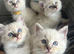 Ragdoll kittens