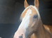 Quality palomino welsh b