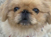 Adorable rare peke apricot & white parti coloured 1 year old boy