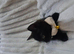 Gorgeous British shorthair mix kitten