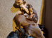Last 3 gorgeous sprocker spaniel pups 1 chocolate girl 2 black boys