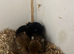 Netherland dwarf babies