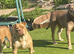 American bull breed