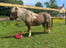 registered shetland mare
