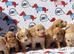 F1 Cockerpoo puppies ready to leave