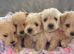 Beautiful westiepoo puppies
