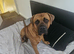 10 month old male Cane Corso X - Kai