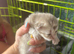 British shorthaired and longhaired kittens
