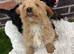 REDUCED! Last 3 Fluffy frenchies cross