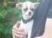 Apple head chihuahua boy 17w