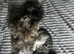 HALF MAINEE COONS