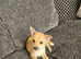 Miniature pincher x pomeranian puppy's