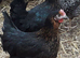 Black rock pullets 16to18 weeks