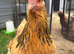 Brahma hen