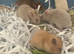 Syrian hamster baby males and females