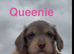 Chichi X miniature Wirehaired Dachshund puppies DNA health checked stud