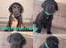 Chocolate/Yellow/Black KC Registered Labrador Retrievers