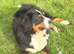 Big chunky PROVEN Bernese for stud duties