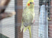 Baby cockatiels, aviary bred, DNA’d