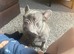 Bailey the frenchie