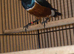 Male spreo starling