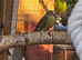 2 pairs of red rumps