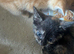 8 kittens