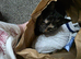 Loving Home for Maisie
