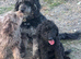 Toy Labradoodles