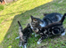 Selling my beautiful kittens