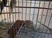 Baby budgies