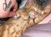 Ginger kitten